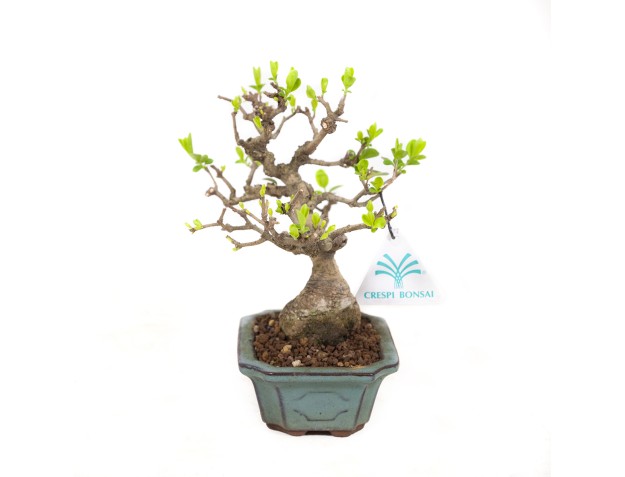 Ligustrum obtusifolium - Privet - 17 cm 2