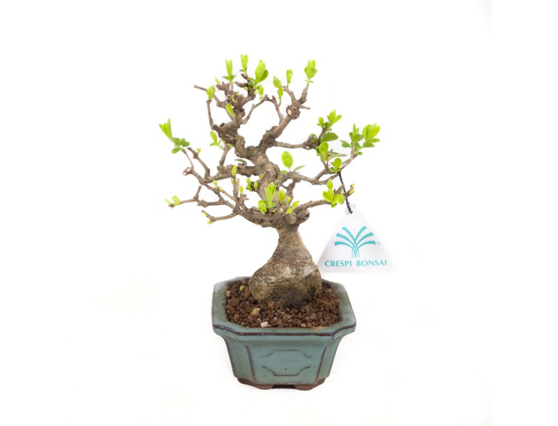 Ligustrum obtusifolium - Troène - 17 cm