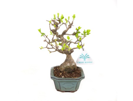 Ligustrum obtusifolium - Troène - 17 cm