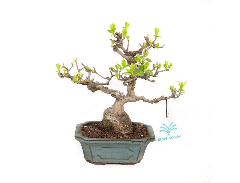 Ligustrum obtusifolium - Troène - 17 cm