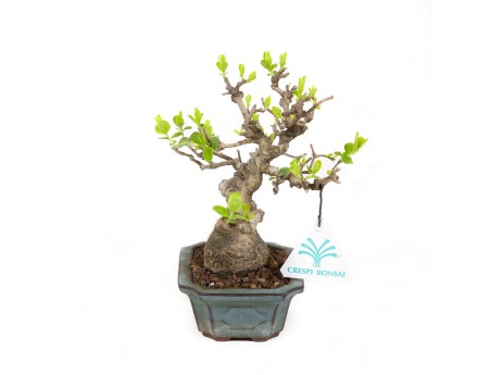 Ligustrum obtusifolium - Privet - 17 cm