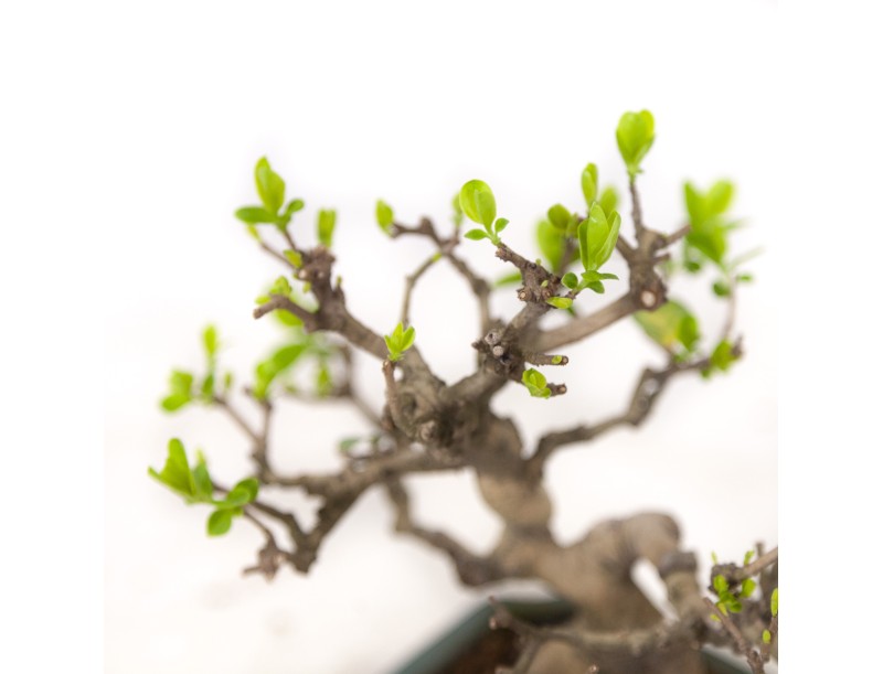 Ligustrum obtusifolium - Troène - 17 cm