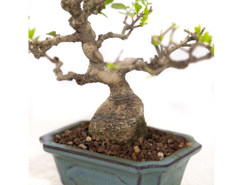 Ligustrum obtusifolium - Troène - 17 cm