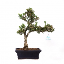 Buxus harlandii - Boxwood - 37 cm