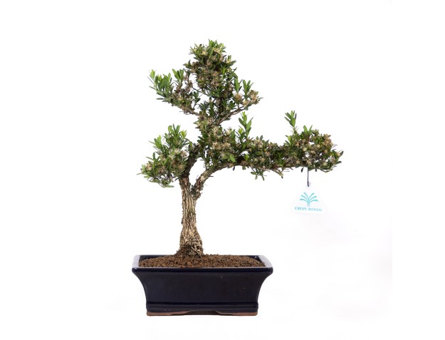 Buxus harlandii - Boxwood - 37 cm