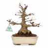 Acer palmatum - acero - 24 cm