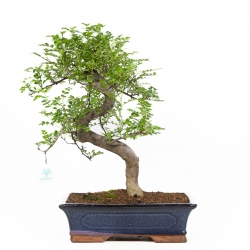 Zanthoxylum - Pepper Tree - 46 cm