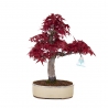 Acer palmatum Deshojo - maple - 29 cm