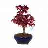 Acer palmatum Deshojo - maple - 31 cm