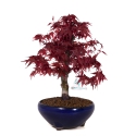 Acer palmatum Deshojo - érable - 30 cm