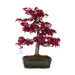 Acer palmatum Deshojo - érable - 42 cm