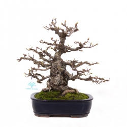 Carpinus coreana - Carpino - 29 cm