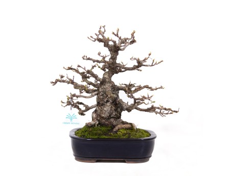 Carpinus coreana - Hornbeam - 29 cm