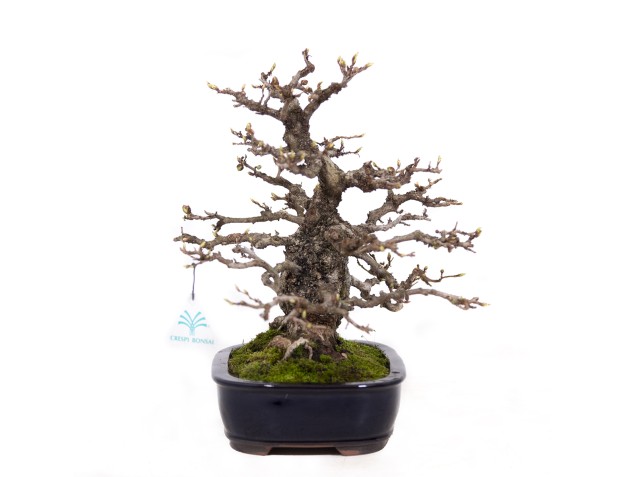 Carpinus coreana - Hornbeam - 29 cm 2