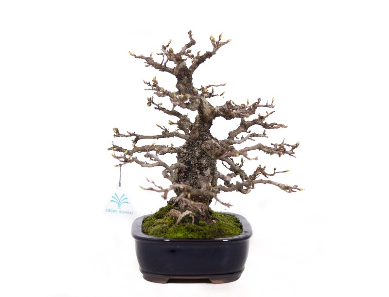 Carpinus coreana - Charme - 29 cm