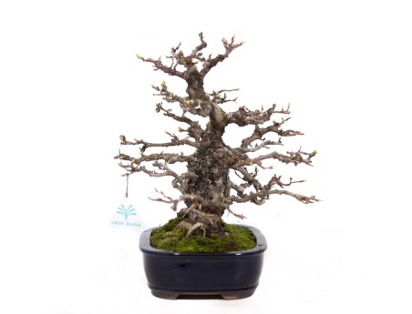 Carpinus coreana - Hornbeam - 29 cm