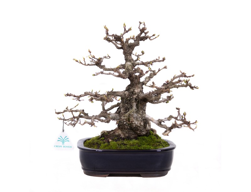 Carpinus coreana - Hornbeam - 29 cm