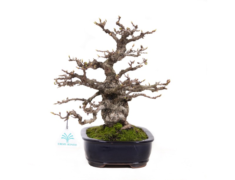 Carpinus coreana - Hornbeam - 29 cm