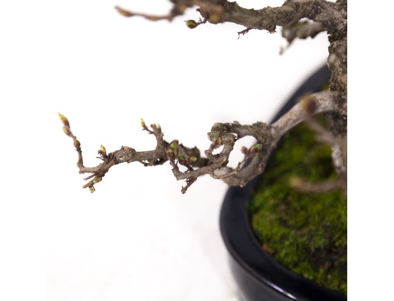 Carpinus coreana - Charme - 29 cm