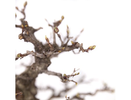 Carpinus coreana - Hornbeam - 29 cm