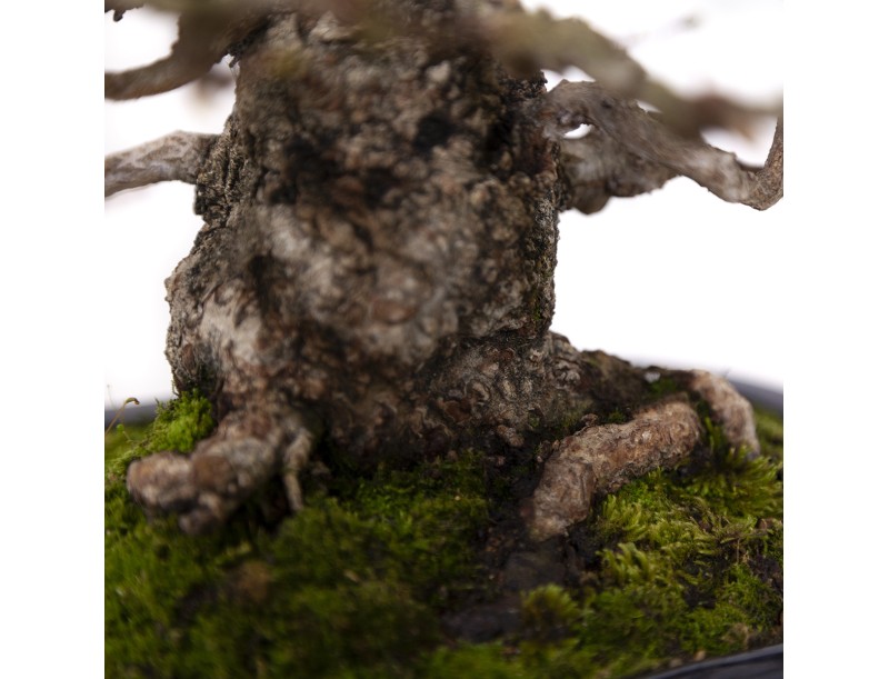 Carpinus coreana - Hornbeam - 29 cm