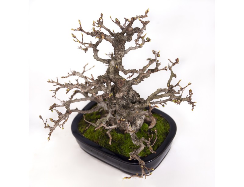 Carpinus coreana - Carpino - 29 cm
