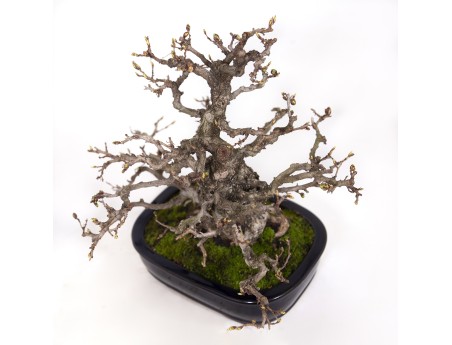 Carpinus coreana - Hornbeam - 29 cm