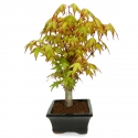 Acer palmatum Katsura - érable - 34 cm