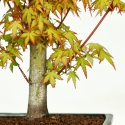 Acer palmatum Katsura - érable - 34 cm