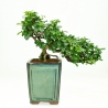 Carmona macrophylla - Tea tree - 35 cm