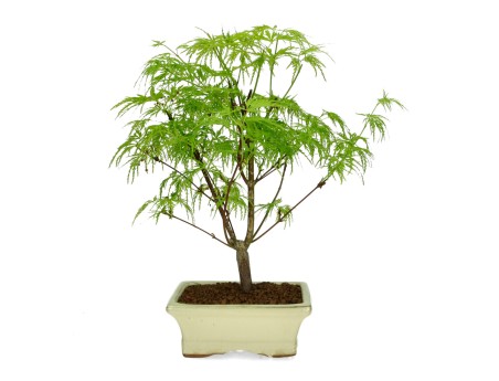 Acer palmatum dissectum - acero - 38 cm