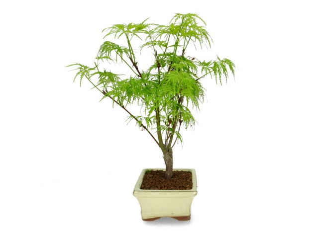 Acer palmatum dissectum - acero - 38 cm 2