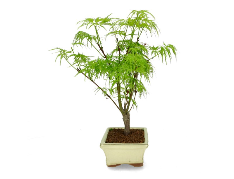 Acer palmatum dissectum - acero - 38 cm