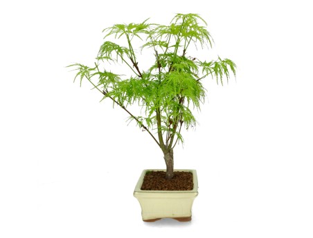 Acer palmatum dissectum - érable - 38 cm