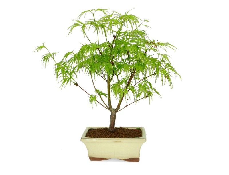 Acer palmatum dissectum - acero - 38 cm