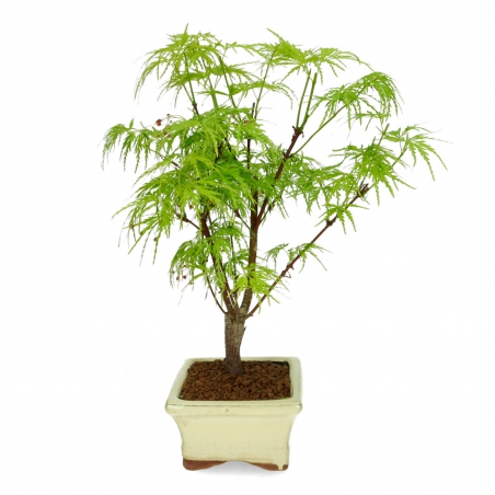 Acer palmatum dissectum - érable - 38 cm