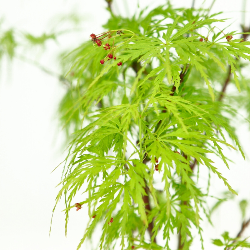 Acer palmatum dissectum - acero - 38 cm