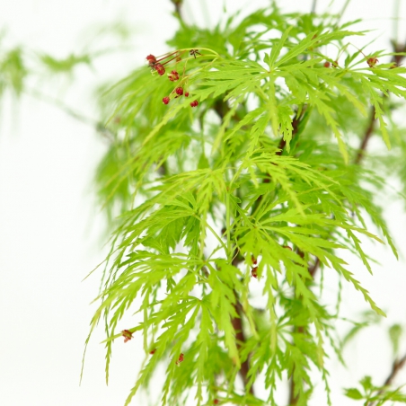 Acer palmatum dissectum - acero - 38 cm