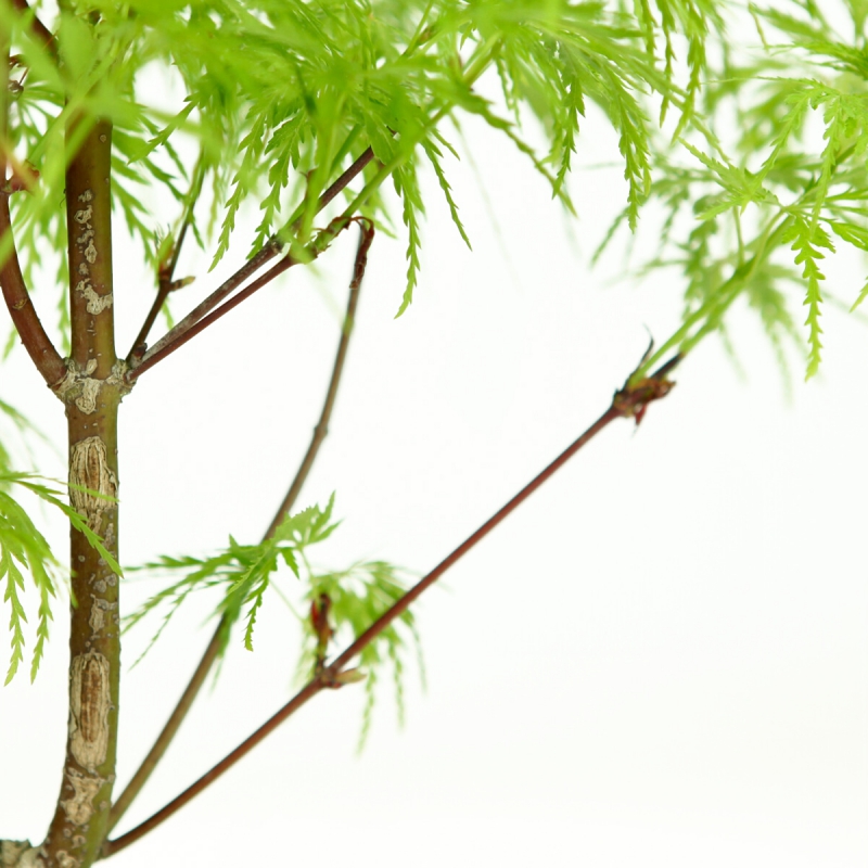 Acer palmatum dissectum - maple - 38 cm
