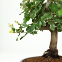 Quercus suber - Cork oak - 56 cm