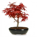Acer palmatum Deshojo - maple - 25 cm