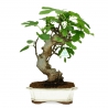 Ficus carica - Figue - 48 cm