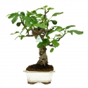 Ficus carica - Fico - 48 cm