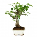 Ficus carica - Fig - 48 cm