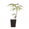Acer palmatum dissectum - Maple - 33 cm