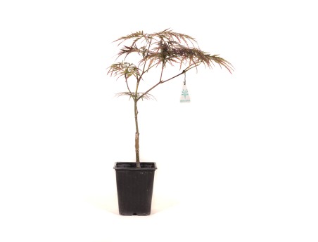 Acer palmatum dissectum garnet - Érable - 38 cm