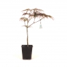 Acer palmatum dissectum garnet - Acero - 38 cm