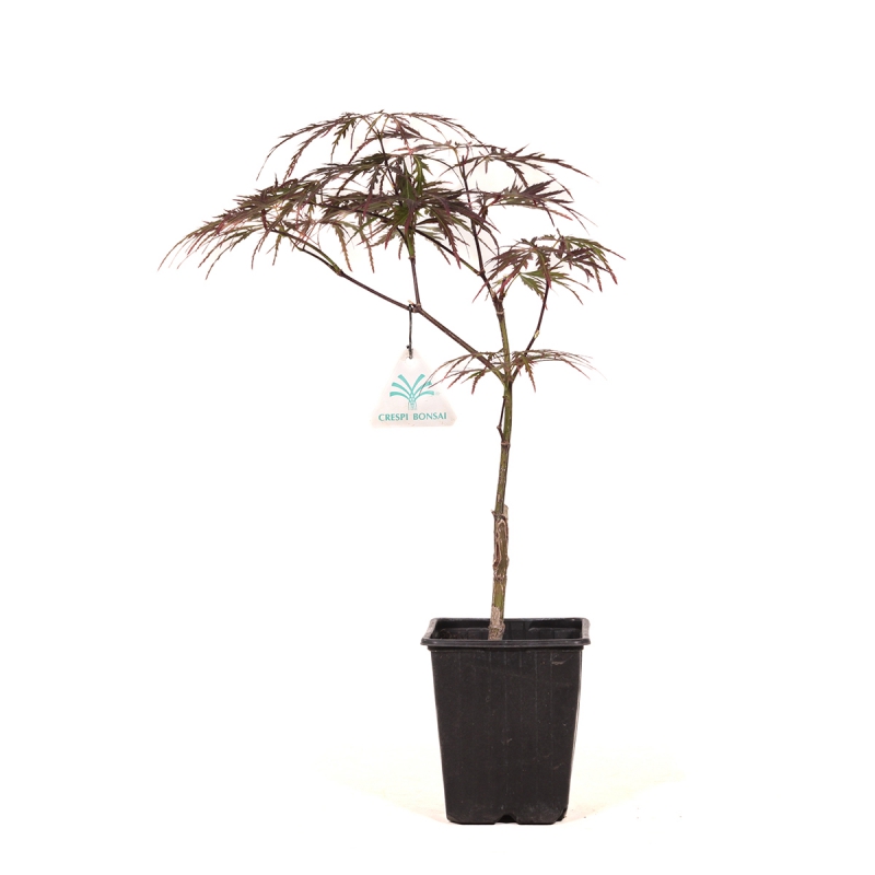 Acer palmatum dissectum garnet - Maple - 38 cm