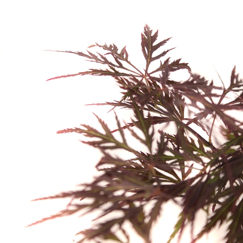 Acer palmatum dissectum garnet - Maple - 38 cm