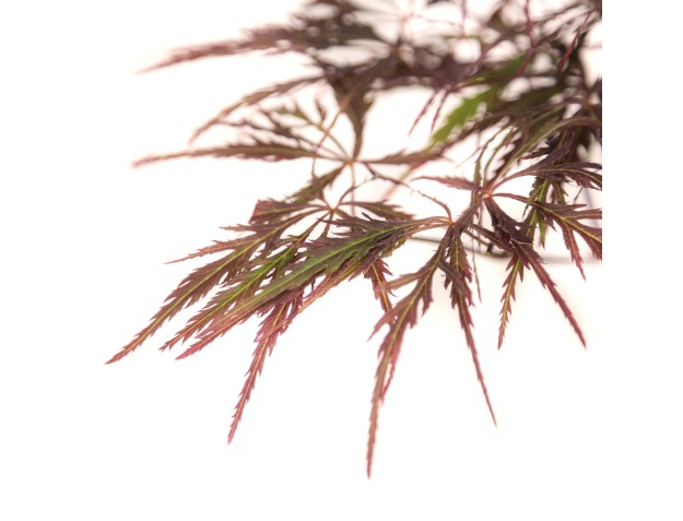 Acer palmatum dissectum garnet - Maple - 38 cm 2